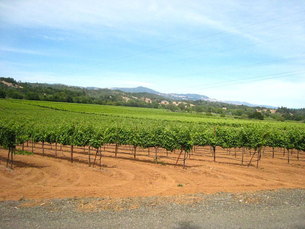 An image of plants planted in farms at Dry Creek Road