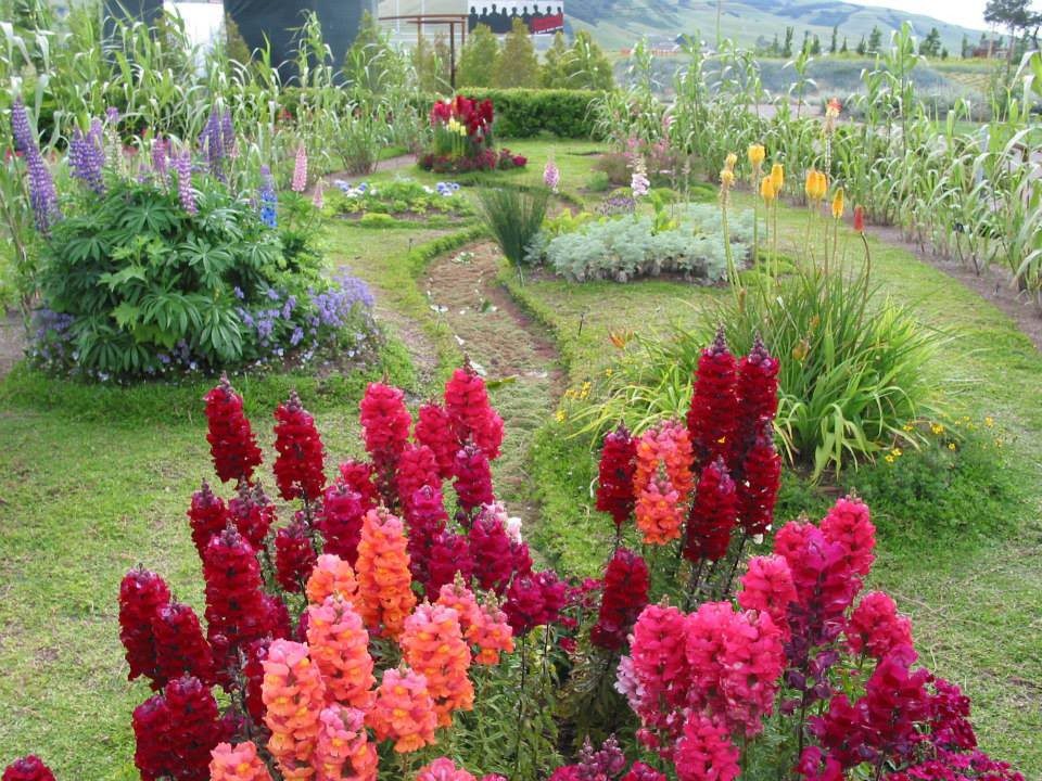 An image of plants at cornerstone sonoma