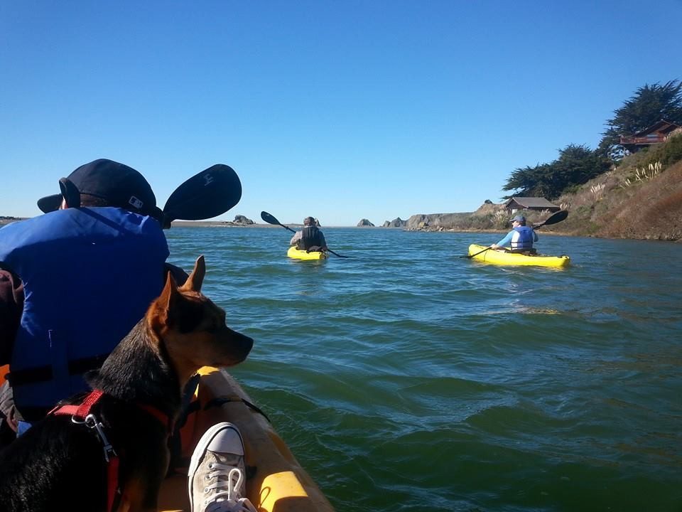 An image of three people doing kayaking and a dog on one kayaking