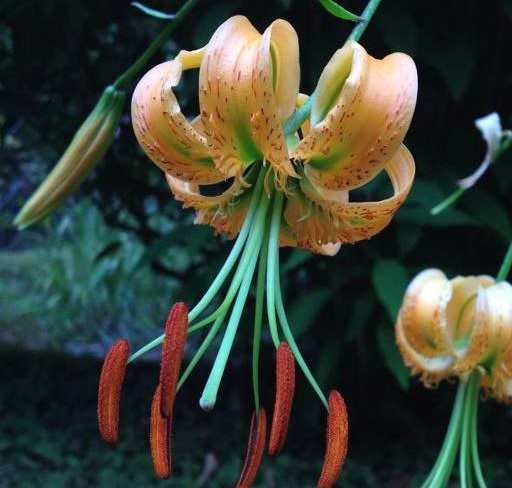 An image of a flower form quarryhill botanical garden