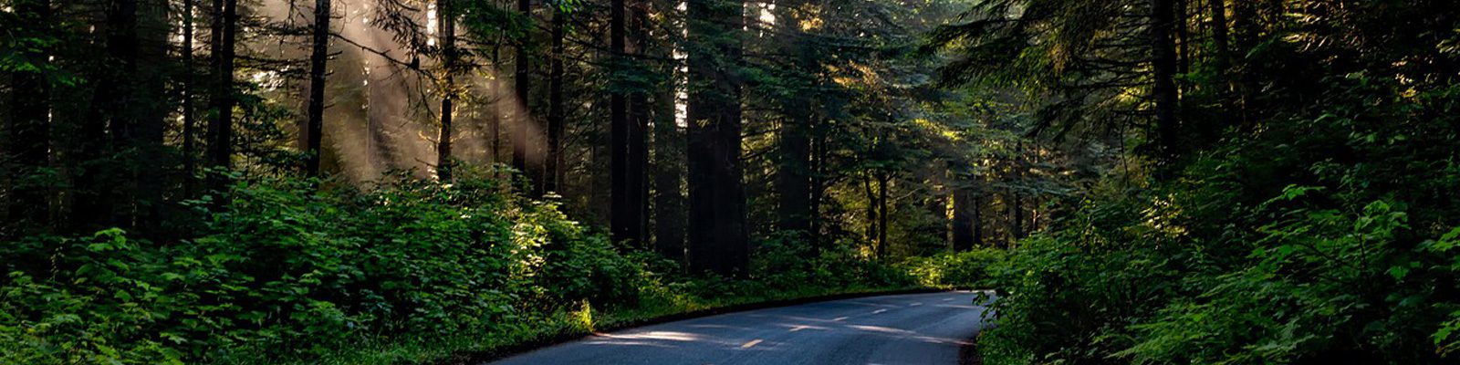 An image of road going through forest
