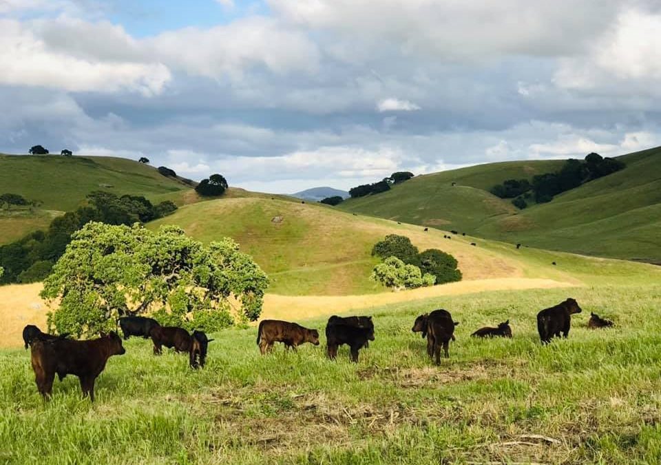 Best Farm Tours for Your Vacation in Healdsburg