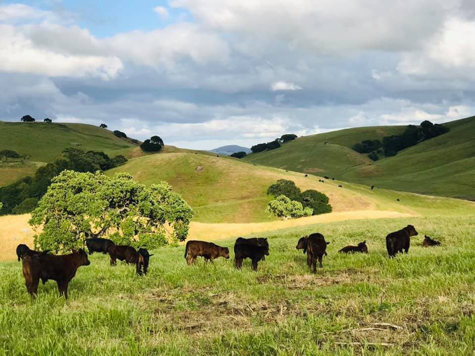 An image of lots of animals grazing at tara firma farms