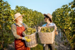 Pick Wine Grapes