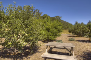 5968 West Dry Creek Rd photo 13